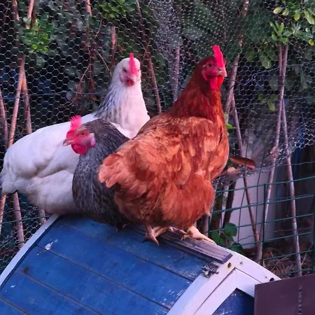 Bel Cosy Independant, Jolie Terrasse مونبيلييه