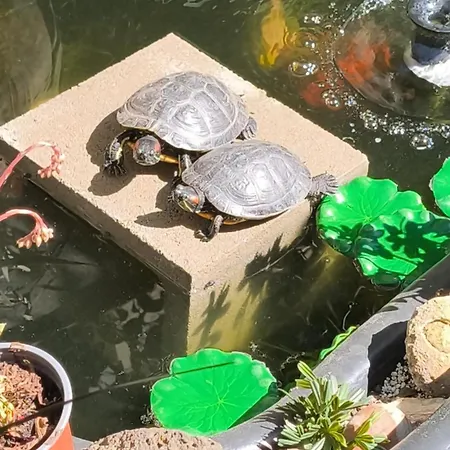 Bel Cosy Independant, Jolie Terrasse * مونبيلييه